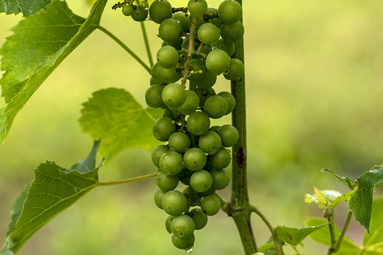 Grapes ripening on the vine at Camp Springs Vineyard.