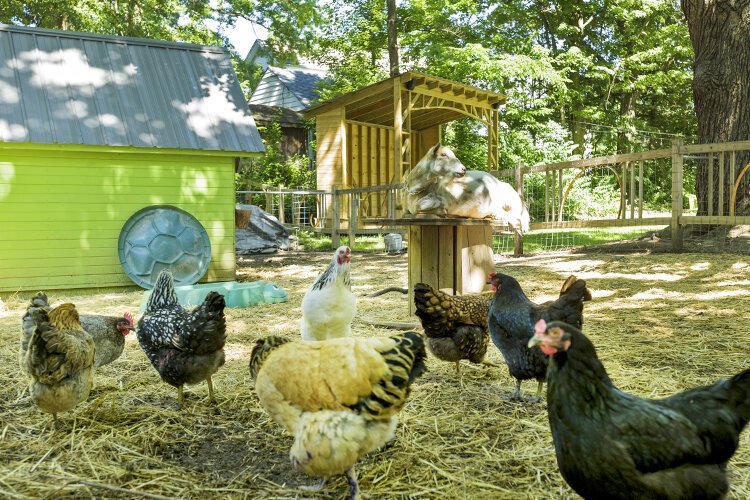 At Fibonacci Brewing Company, chickens and goats add to the farmlike atmosphere. Patrons can enjoy a beer in the expansive beer garden, shaded by mature trees. 