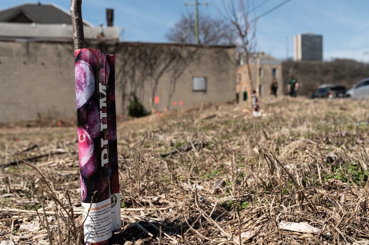 Planting trees is part of Lower Price Hill's climate plan.