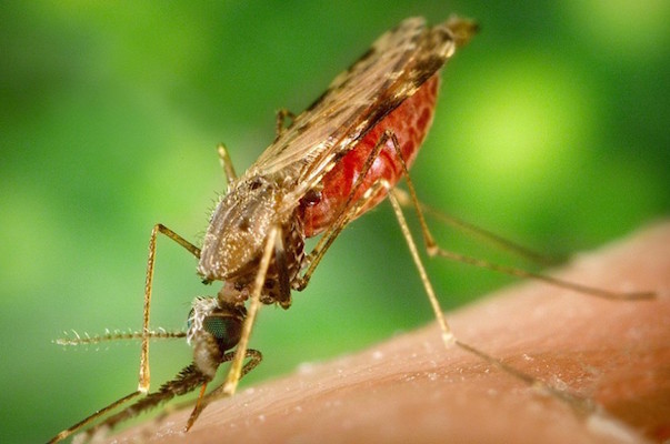 Aedes aegypti and Aedes albopictus species known to carry Zika