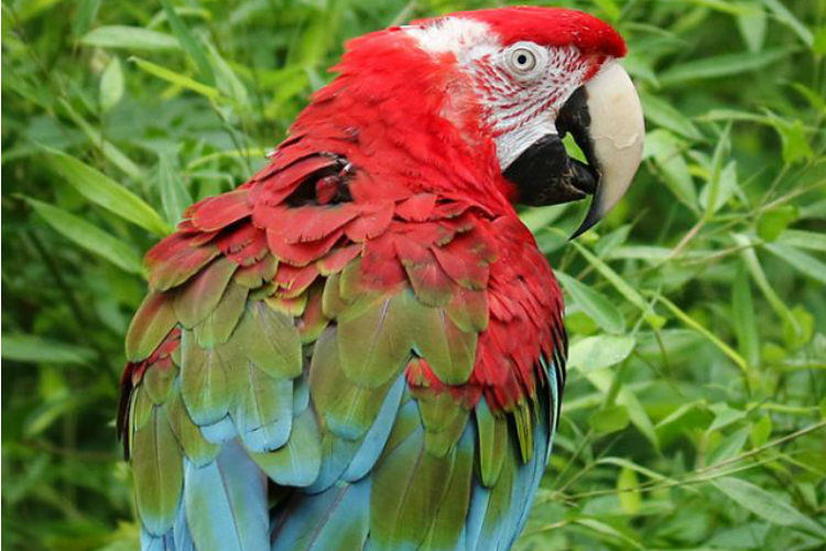 Today's home safari will feature Fiesta the green-winged macaw.